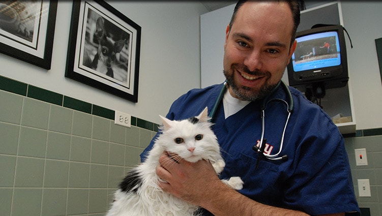 Senior pet veterinary care in Plainfield IL
